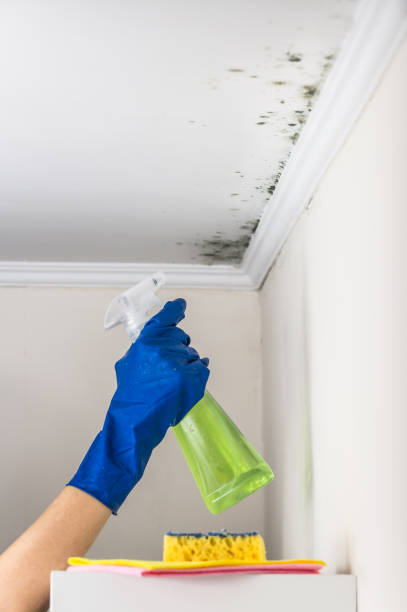 Best Attic Mold Removal  in Maplewood, MO